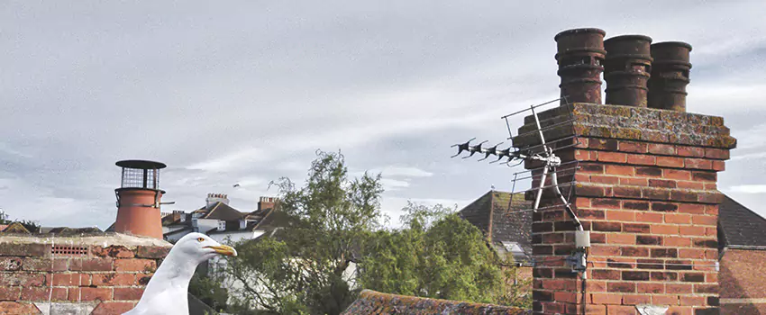 Chimney Cleaning And Restoration in Floral Park, New York